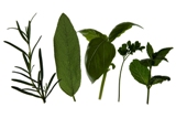 Herbal Connections suppliers of Dried Herbs, Herb Teas, Spices, Ground Spices and blends, Curry Powders, Essential Oils, Fragrance Oils 